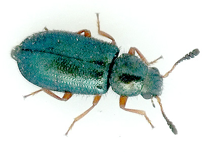 Necrobia rufipes (DeGeer, 1775)