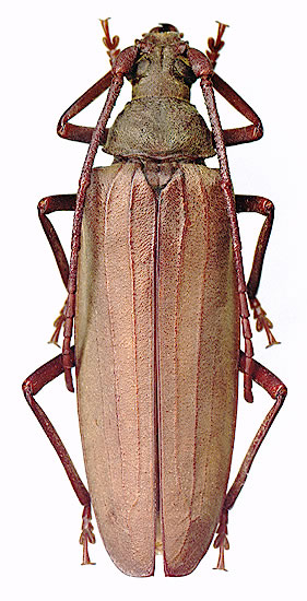 Aegosoma scabricorne - female