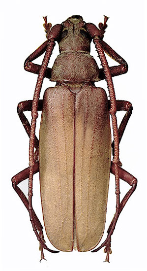 Aegosoma scabricorne - male