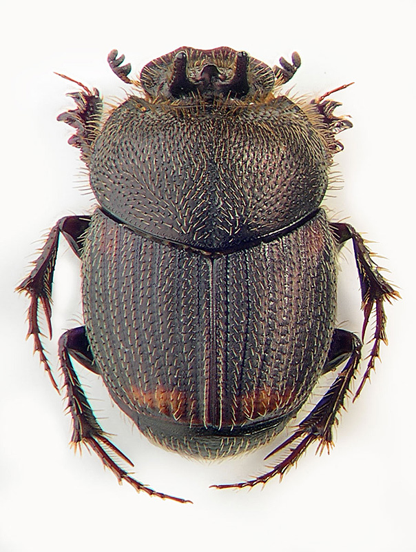 Onthophagus furcatus (F.)