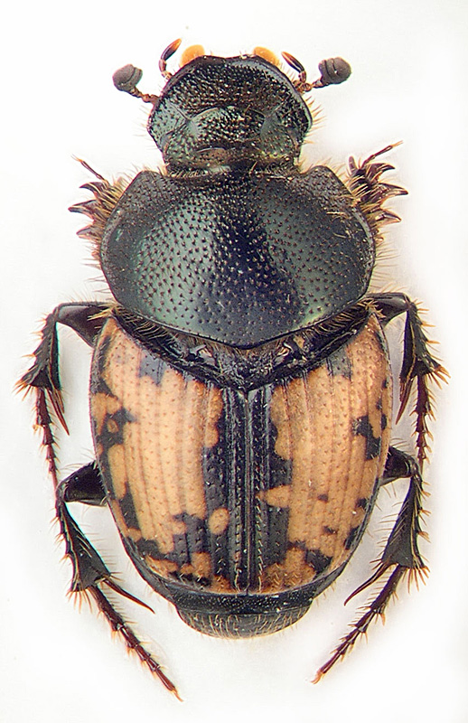 Onthophagus suturellus Brulle