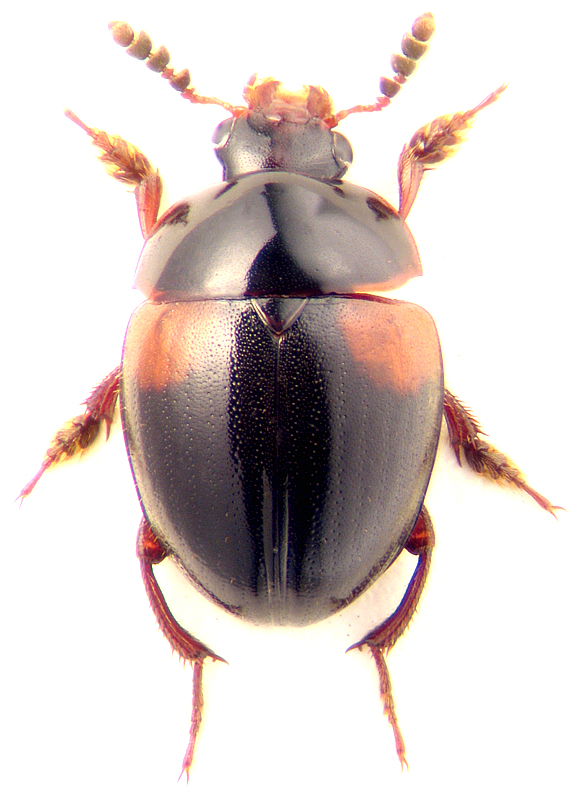 Anisotoma humerale