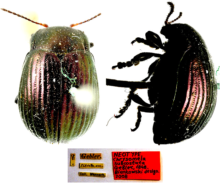 Original combination: Chrysomela subcostata Gebler, 1848