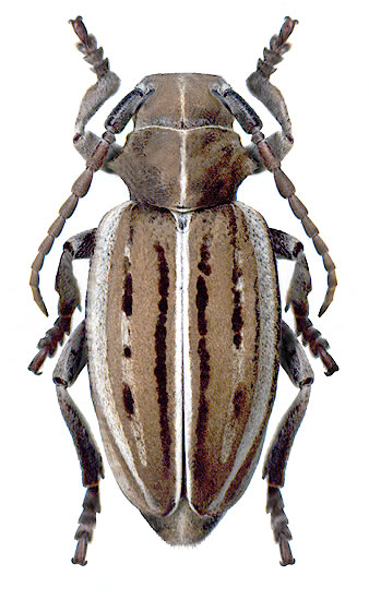 Dorcadion holosericeum - female