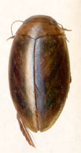Laccophilus minutus, male