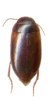 Laccornis oblongus, 