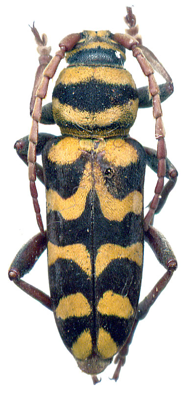  Echinocerus bobelayei (Brulle, 1832) 