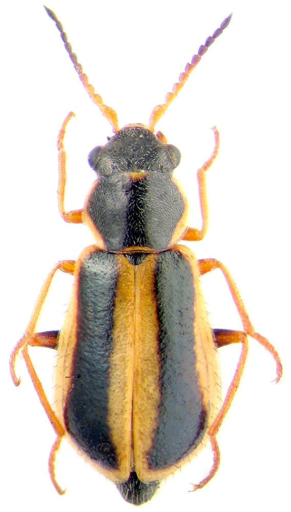 Troglocollops (Troglocollopsoides) latecavus Wittmer, 1967