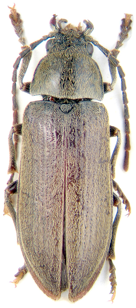 Dascillus cervinus L.