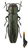 Buprestidae: Agrilus fissus Obenb.