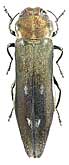 Buprestidae: Agrilus fleischeri Obenb., 1925