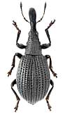 Apionidae: Alocentron pachyrhynchum (Gemminger, 1871)