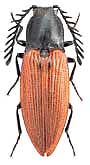 Elateridae: Anostirus turkestanicus (Stepanov, 1935)