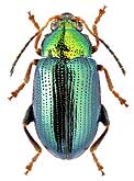 Chrysomelidae: Crepidodera plutus (Latr.)