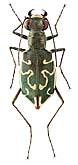Carabidae: Cylindera litterifera (Chaud., 1842)