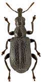 Rhynchitidae: Deporaus unicolor (Roelofs)