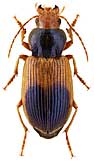 Carabidae: Diachromus germanus (L.)