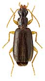 Carabidae: Dromius angusticollis J. Sahlb.
