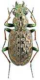 Carabidae: Elaphrus sibiricus Motschulsky, 1844