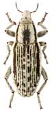 Curculionidae: Entymetopus lineolatus Motsch.