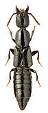 Staphylinidae: Gyrohypnus cf. punctulatus (Pk.)