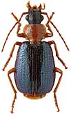 Carabidae: Lachnolebia cribricollis Mor.