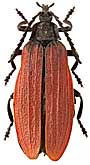 Lycidae: Lycostomus atricollis (Kr.)