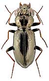 Carabidae: Notiophilus impressifrons A. Mor.