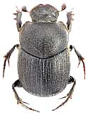 Scarabaeidae: Onthophagus punctator Reitter, 1893