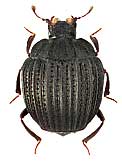 Histeridae: Onthophilus striatus