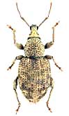 Curculionidae: Otiorhynchus scaber (Linnaeus, 1758)