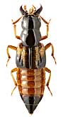 Staphylinidae: Oxyporus aokii R. Dvorak