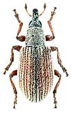 Apionidae: Perapion jacobsoni (Wagner, 1910)