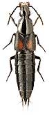 Staphylinidae: Philonthus cruentatus (Gmelin)
