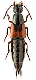 Staphylinidae: Philonthus ephippium Nordmann