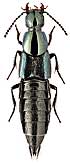 Staphylinidae: Philonthus laminatus (Creutz., 1799)