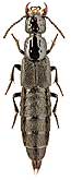 Staphylinidae: Philonthus nudus Sharp