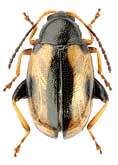 Chrysomelidae: Phyllotreta ochripes (Curt.)