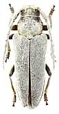Cerambycidae: Phytoecia (Coptosia) antoniae Rtt., 1889
