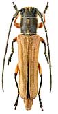 Cerambycidae: Phytoecia (Kalashania) erivanica Rtt., 1899