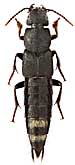 Staphylinidae: Platydracus aureofasciatus (Motsch.)