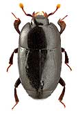 Histeridae: Platylomalus kabakovi Kryzh.