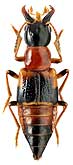 Staphylinidae: Pseudoxyporus cf. melanocephalus
