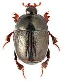 Histeridae: Reichardtiolus duriculus (Rtt., 1904)