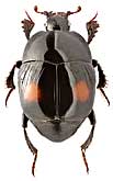 Histeridae: Saprinus biplagiatus Ball.