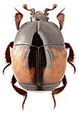 Histeridae: Saprinus maculatus (Rossi)