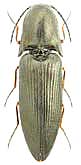 Elateridae: Sericus fujisanus (Lewis, 1894)