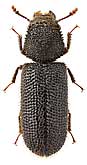 Bostrichidae: Stephanopachys substriatus (Pk.)