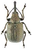 Rhynchitidae: Temnocerus aeneovirens