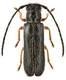 Cerambycidae: Tetrops gilvipes (Fald.)